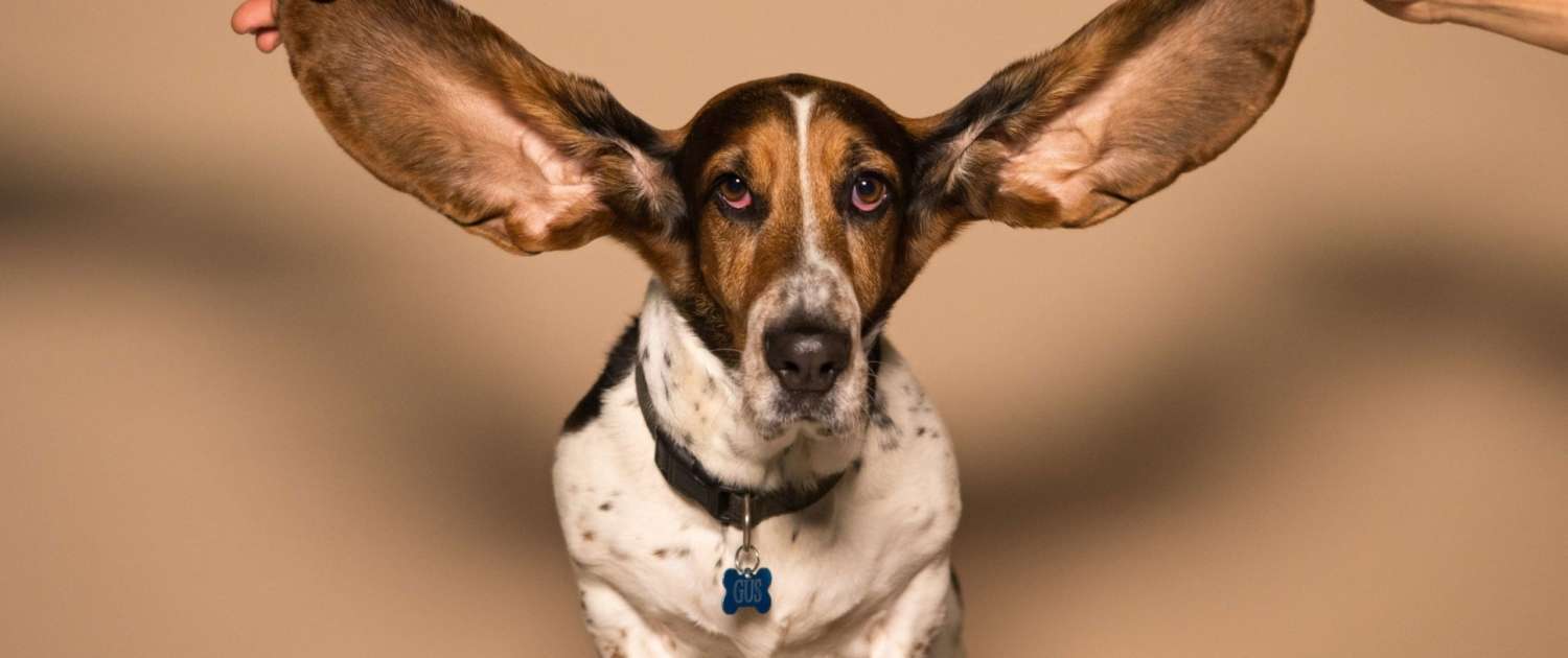 A cute basset hounds with its ears outstretched. A great listener!