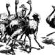 Group of drawn ostriches